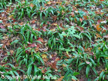 Plantain-leaved Sedge (Carex plantaginea)