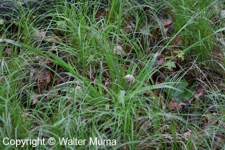 White Bear Sedge (Carex albursina)