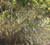 Grass, Switch (Panicum virgatum)