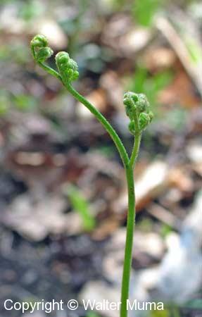 Bracken (Pteridium aquilinum)