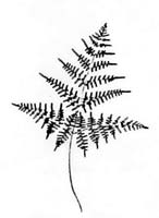 Bracken (Pteridium aquilinum) silhouette