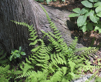 Bulblet Fern (Cystopteris bulbifera)