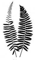 Christmas Fern (Polystichum acrostichoides) silhouette