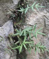 Smooth Cliffbrake (Pellaea glabella)