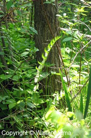 Crested Shield Fern (Dryopteris cristata)