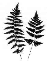Crested Shield Fern (Dryopteris cristata) silhouette