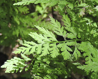 Fragile Fern (Cystopteris fragilis)