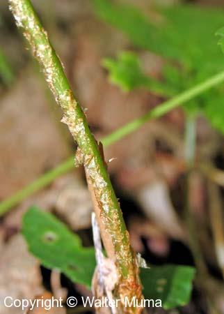 Goldie's Fern (Dryopteris goldiana)