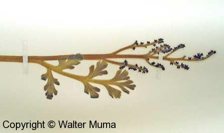 Daisy Leaf Grape Fern (Botrychium matricariifolium)