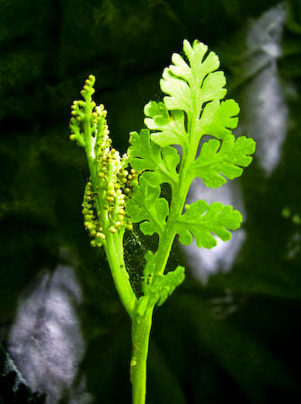 Daisy Leaf Grape Fern (Botrychium matricariifolium)
