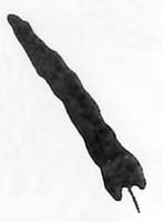 Hart's Tongue Fern (Asplenium scolopendrium) silhouette