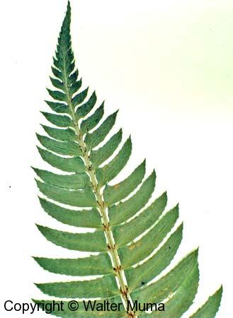 Northern Holly Fern (Polystichum lonchitis)