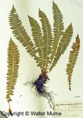Northern Holly Fern (Polystichum lonchitis)