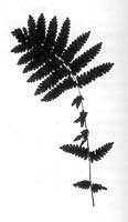 Interrupted Fern (Osmunda claytoniana) silhouette