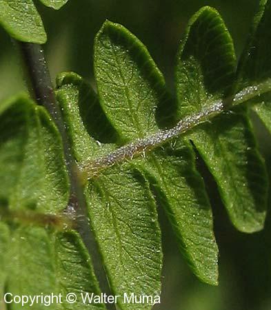 Marsh Fern (Thelypteris palustris)
