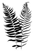 Narrow-leaved Glade Fern (Homalosorus pycnocarpos) silhouette