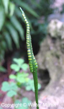 Northern Adder's Tongue (Ophioglossum pusillum)