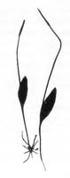 Northern Adder's Tongue (Ophioglossum pusillum) silhouette