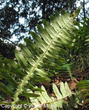 Polypody (Polypodium virginianum)