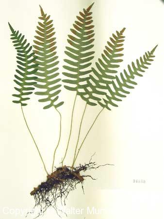 Polypody (Polypodium virginianum)