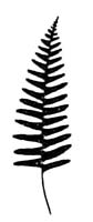 Polypody (Polypodium virginianum) silhouette