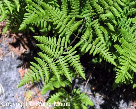 Robert's Fern (Gymnocarpium robertianum)