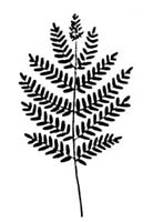 Royal Fern (Osmunda regalis) silhouette