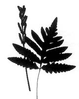 Sensitive Fern (Onoclea sensibilis) silhouette