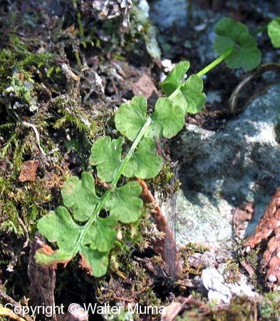 Smooth Woodsia (Woodsia glabella)
