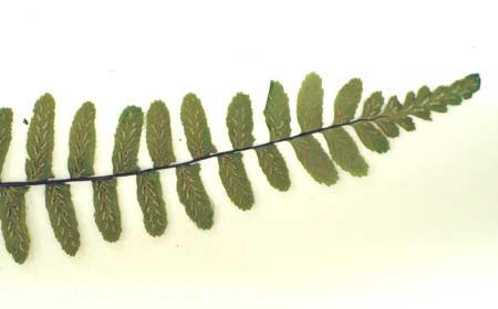 Ebony Spleenwort (Asplenium platyneuron)