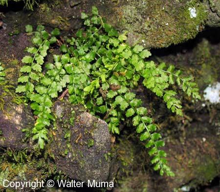 Green Spleenwort (Asplenium viride)