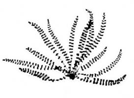Maidenhair Spleenwort (Asplenium trichomanes) silhouette