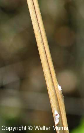 Virginia Chain Fern (Woodwardia virginica)