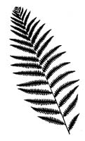 Virginia Chain Fern (Woodwardia virginica) silhouette