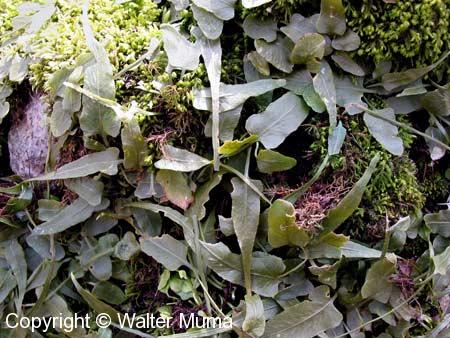 Walking Fern (Asplenium rhizophyllum)