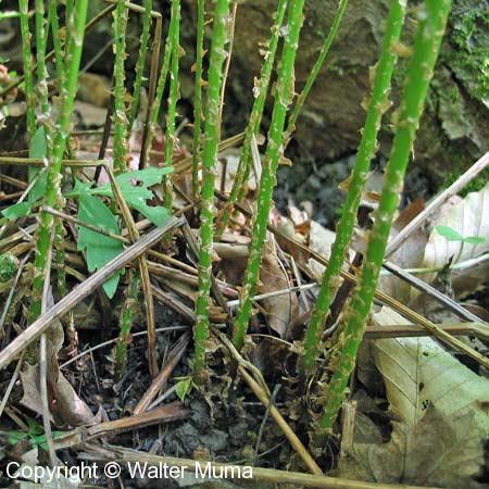 Spinulose Wood Fern (Dryopteris carthusiana)