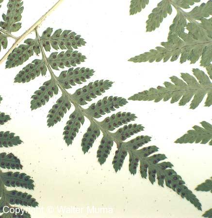 Spinulose Wood Fern (Dryopteris carthusiana)