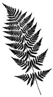 Spinulose Wood Fern (Dryopteris carthusiana) silhouette
