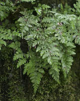 Mackay's Fragile Fern (Cystopteris tenuis)