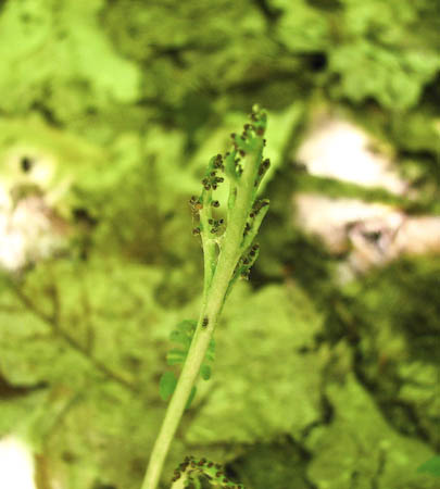 Mingan Moonwort (Botrychium minganense)