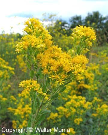 Stiff-leaved Goldenrod (Solidago rigida) - Ontario Wildflowers