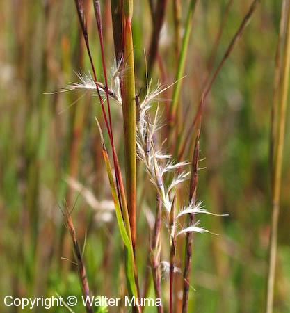 Little Bluestem (Schizachyrium scoparium) - Ontario Grasses, Sedges, Rushes