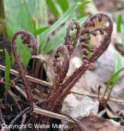 Lady Fern (Athyrium filix-femina) - Ontario Ferns